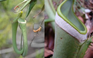 知到珍奇观赏植物智慧树答案
